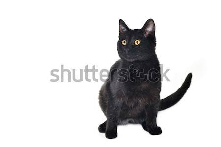 black cat Stock photo © taden