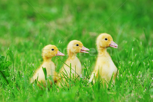 Pequeño hierba verde aire libre primavera hierba nino Foto stock © taden