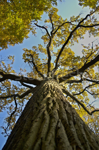 Foto stock: Roble · amarillo · cielo · azul · forestales · árboles · verde
