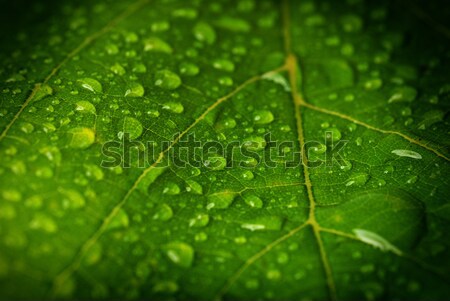 green leaf Stock photo © taden