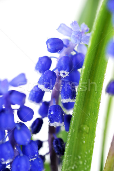 синий весны цветы голову завода Сток-фото © taden