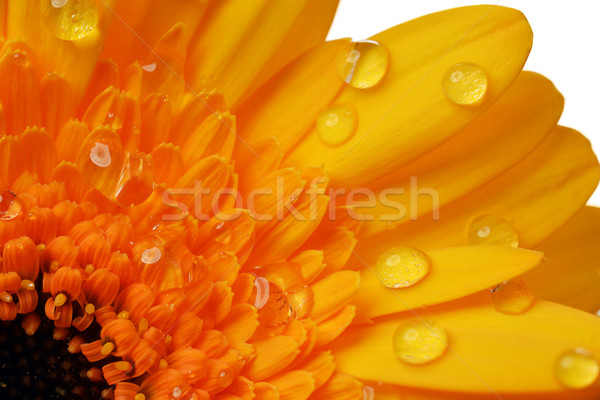 Stock foto: Gelb · Blume · Frühling · Natur · Sommer