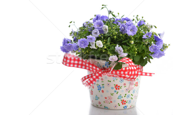 Stok fotoğraf: çiçekler · mavi · saksı · güzellik · buket · dekorasyon