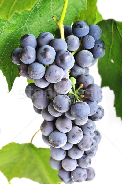 cluster fresh grape Stock photo © taden