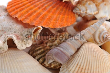 Multi-coloured sea cockleshells and starfish Stock photo © taden