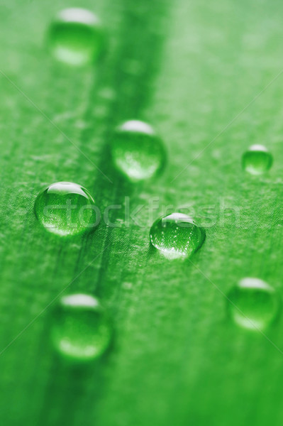 Foto stock: Brilhante · folha · verde · gota · de · água · água · planta