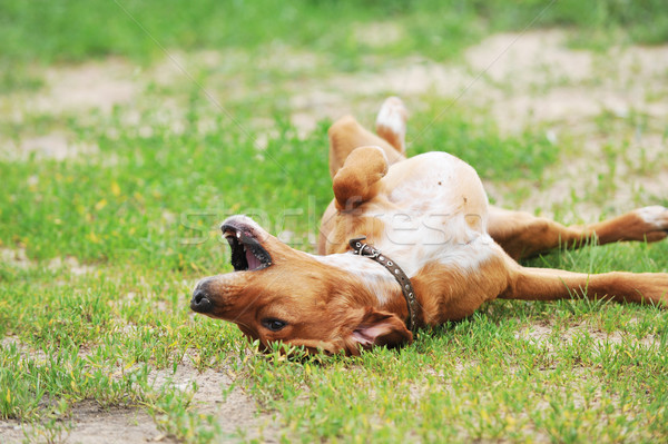 Stock foto: Brauner · Hund · groß · Gras · Natur · Sommer · Bereich