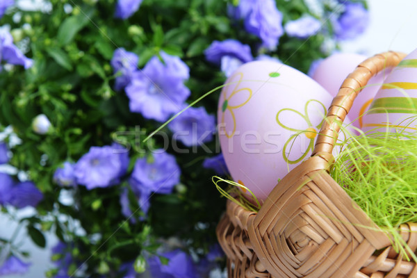 campanula flowers  Stock photo © taden