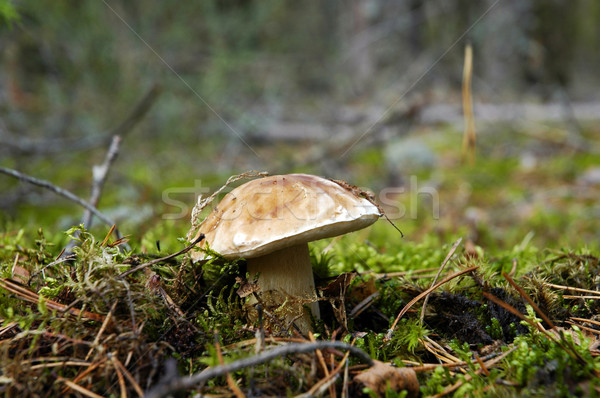 Cogumelo boletos árvore floresta sol Foto stock © taden
