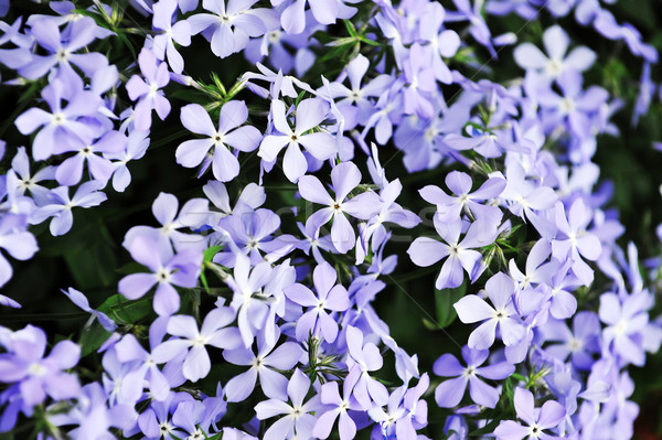 Roxo pequeno flores florescer tarde primavera Foto stock © taden