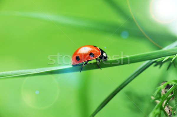 Ladybug трава красный Коровка семь черный Сток-фото © taden
