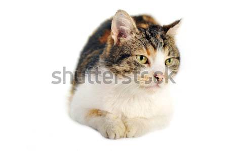 Gato cute aislado pelo retrato animales Foto stock © taden