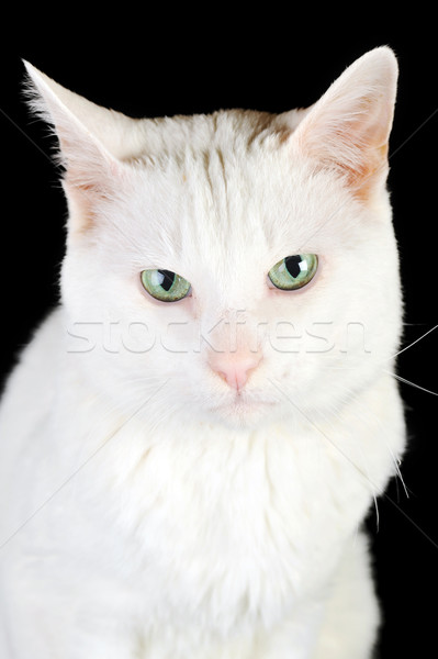 Fehér házimacska aranyos izolált szemek természet Stock fotó © taden