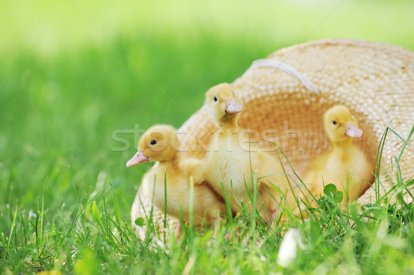 Puszysty trzy cute posiedzenia słomkowy kapelusz trawy Zdjęcia stock © taden