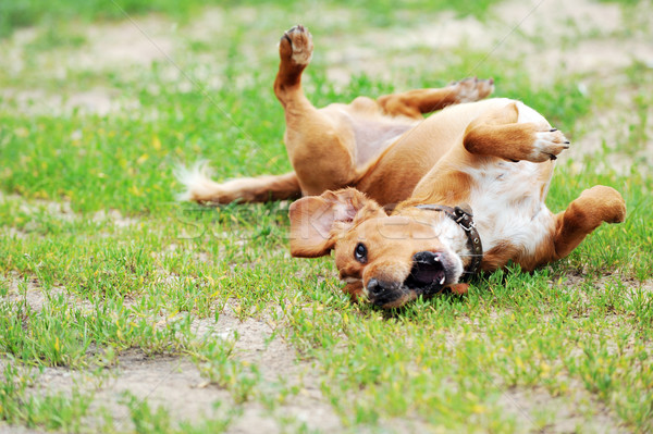 Brązowy pies duży trawy charakter lata dziedzinie Zdjęcia stock © taden