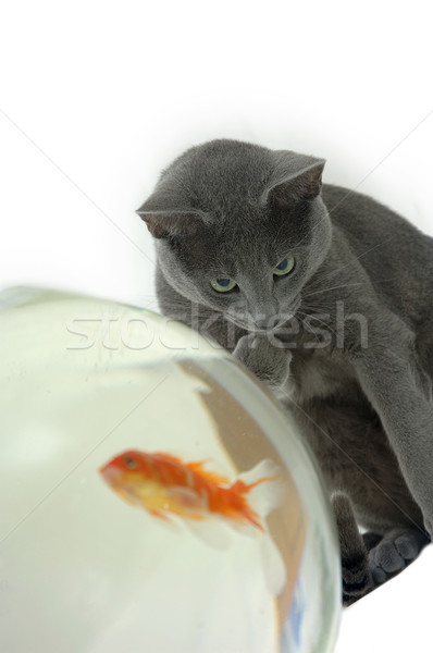 cat with fish Stock photo © taden