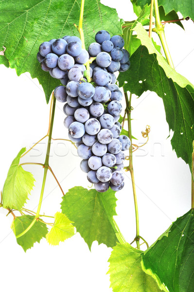cluster fresh grape Stock photo © taden