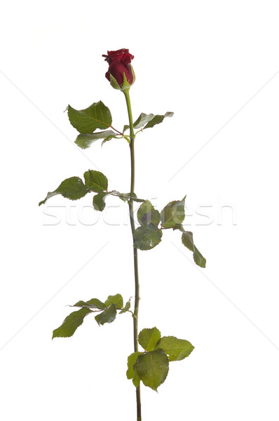 Trandafir rosu izolat alb nuntă natură Imagine de stoc © taden
