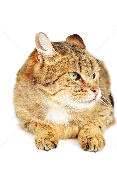 Gato doméstico bonitinho isolado gato cabelo retrato Foto stock © taden