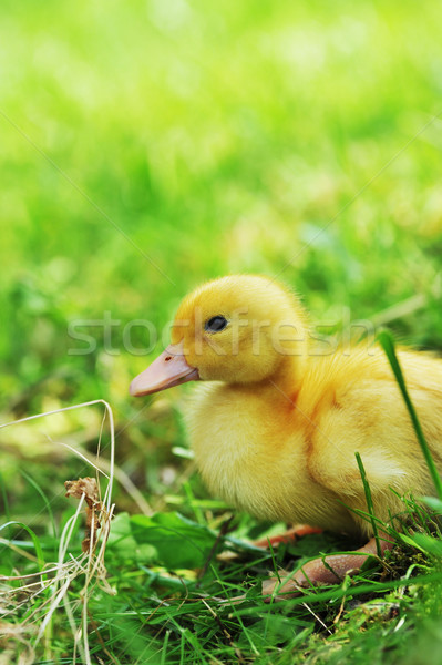 ördek yavrusu sevimli kabarık Paskalya oturma çim Stok fotoğraf © taden