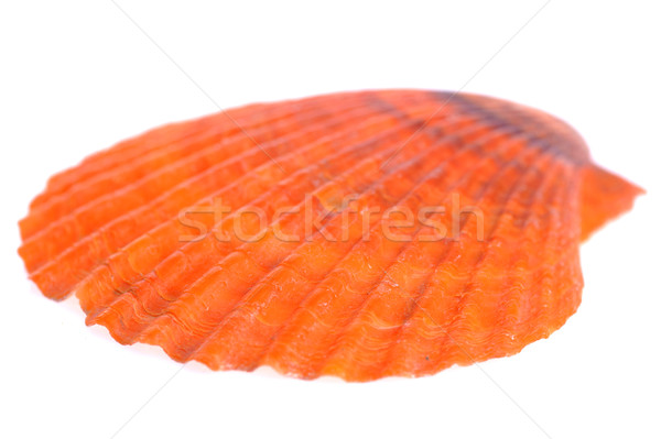 sea cockleshell Stock photo © taden