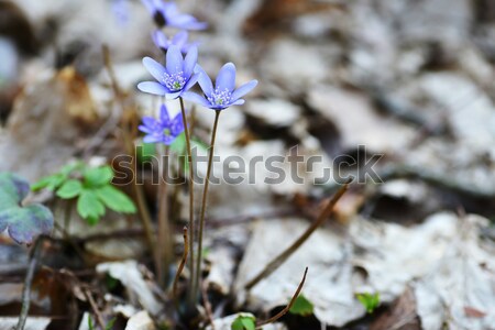 Primăvară pădure poiana frunze frumuseţe Imagine de stoc © taden