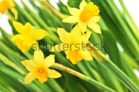 Foto stock: Amarillo · narcisos · hojas · flores · primavera