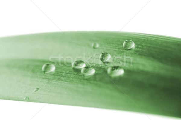 Zöld levél vízcseppek közelkép víz absztrakt nyár Stock fotó © taden