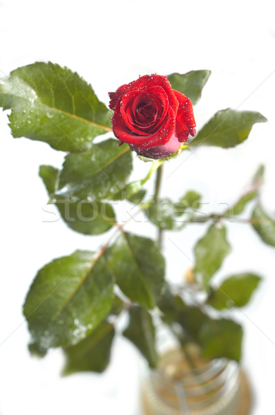 Rosa vermelha isolado branco casamento natureza Foto stock © taden