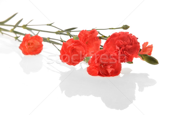 Rojo clavel ramo flores rojas flor Foto stock © taden