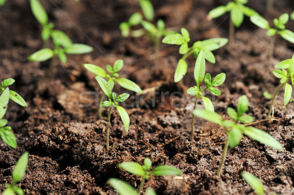 Spruit tomaat aarde veld groene vuil Stockfoto © taden