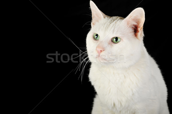 Blanco gato doméstico cute aislado ojos naturaleza Foto stock © taden