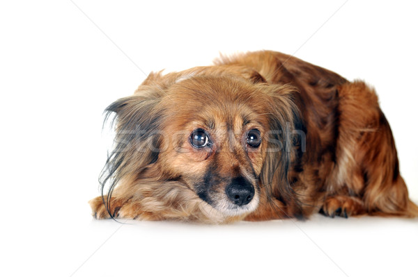 Barna kutya kócos haj állatok stúdió gyönyörű Stock fotó © taden