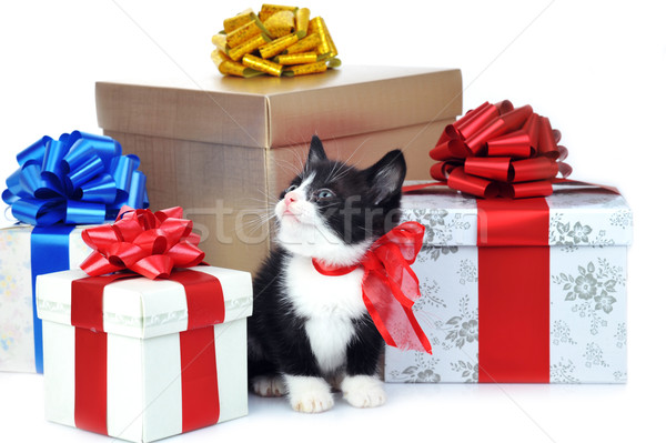 Stock photo: small cute kitten with gift box 
