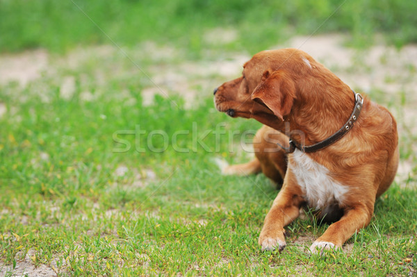 Barna kutya nagy fű természet nyár mező Stock fotó © taden
