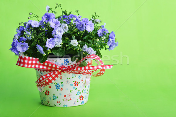 campanula flowers Stock photo © taden