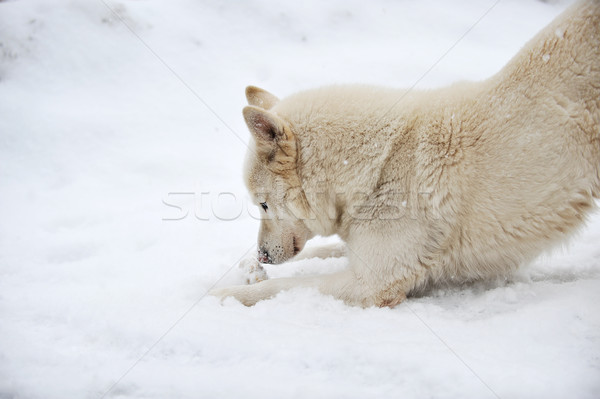 Foto stock: Grande · perro · jugando · saludable · invierno · día