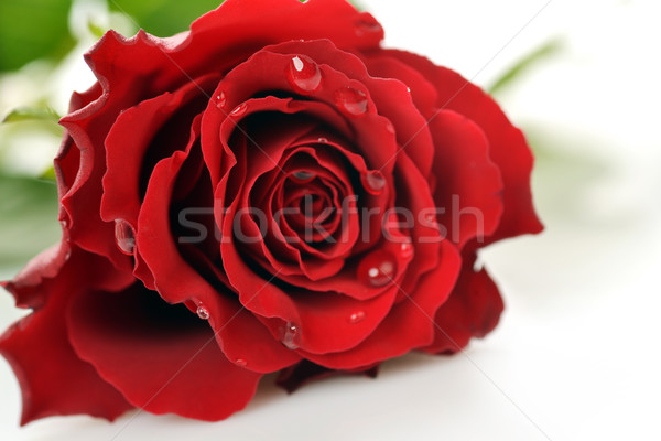 Stockfoto: Rood · rose · mooie · witte · liefde · natuur