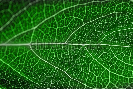 textured green leaf Stock photo © taden