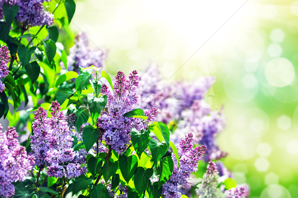 Foto stock: Púrpura · lila · Bush · día · ciudad