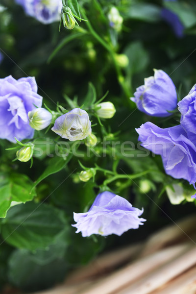 Közelkép kék színes szépség virágcsokor fényes Stock fotó © taden