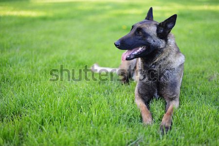 Cane bugie erba capelli polizia ritratto Foto d'archivio © taden