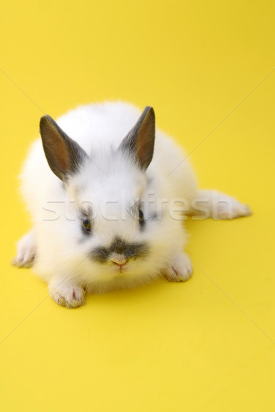 small rabbit Stock photo © taden