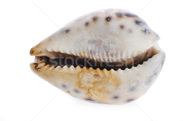 Stock photo: sea cockleshell lies on white 