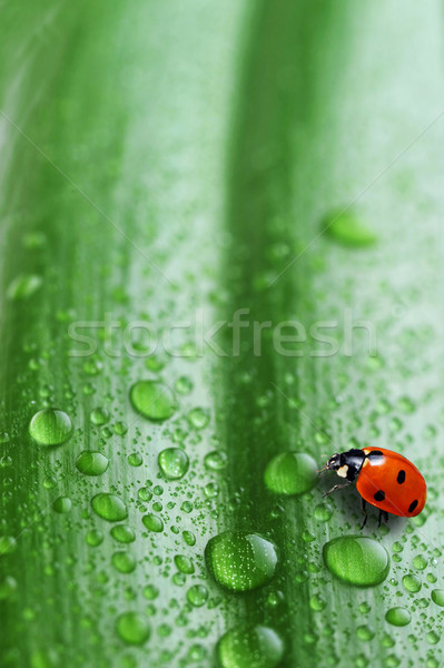 Zdjęcia stock: Jasne · zielony · liść · Ladybug · kropla · wody · wody