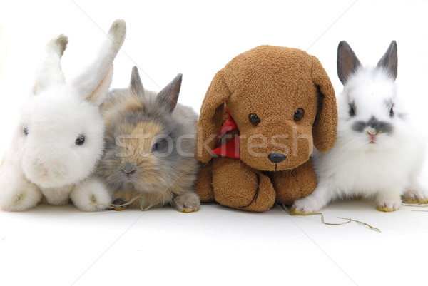 small rabbits and toys Stock photo © taden