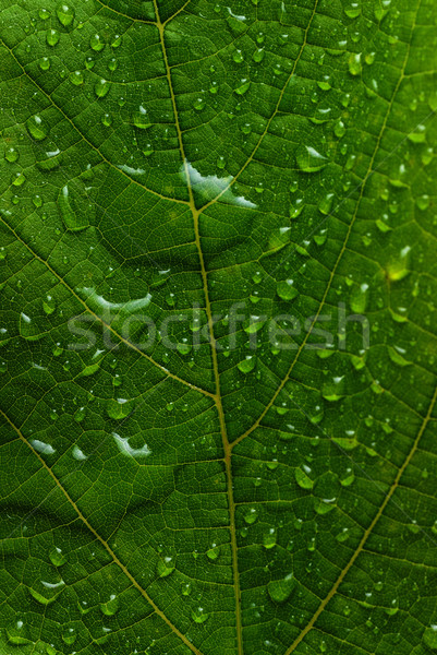 green leaf Stock photo © taden