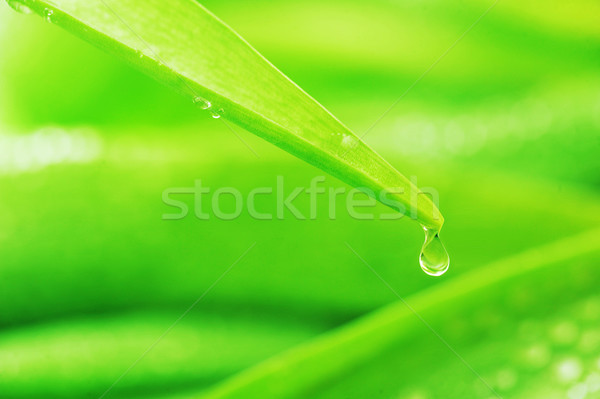  stalks with leaves Stock photo © taden
