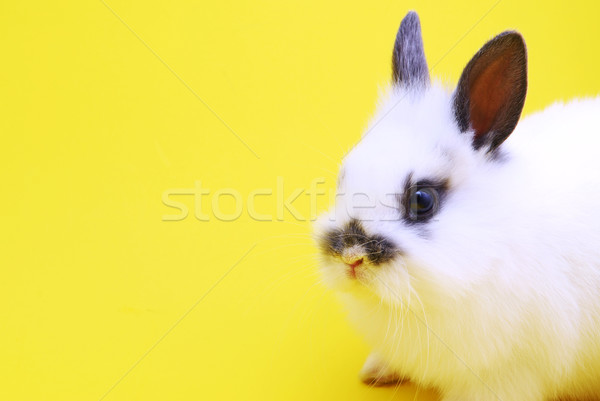 small rabbit Stock photo © taden