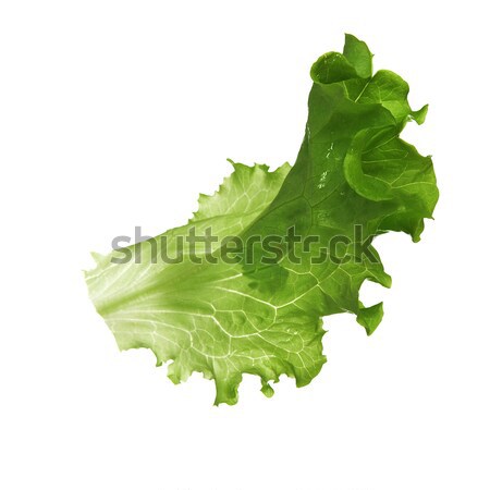 leaf fresh lettuce Stock photo © taden